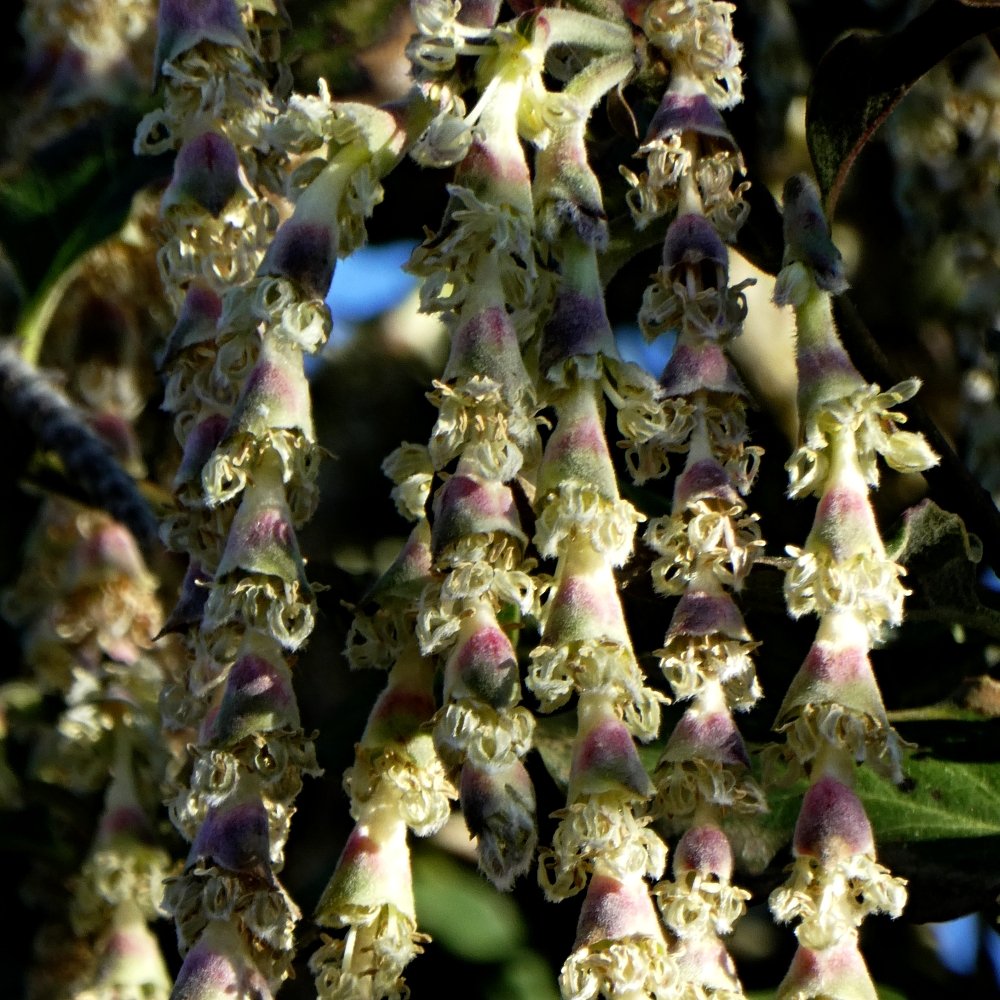A silk tassle bush flower in close up
