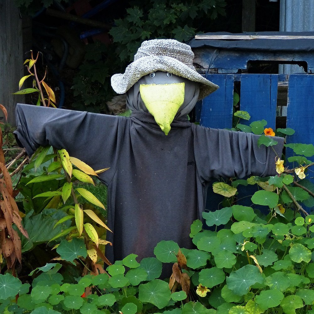 An allotment scarecrow