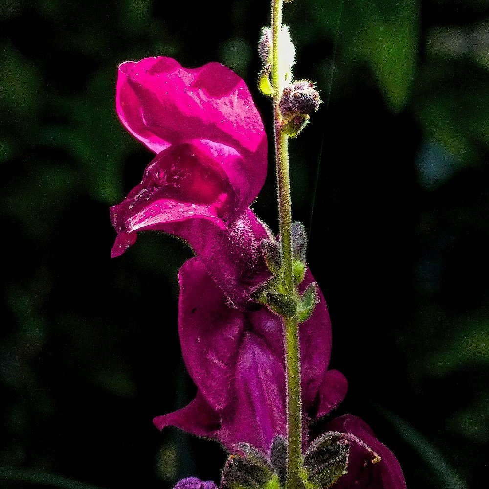 A vibrant flower in an English garden