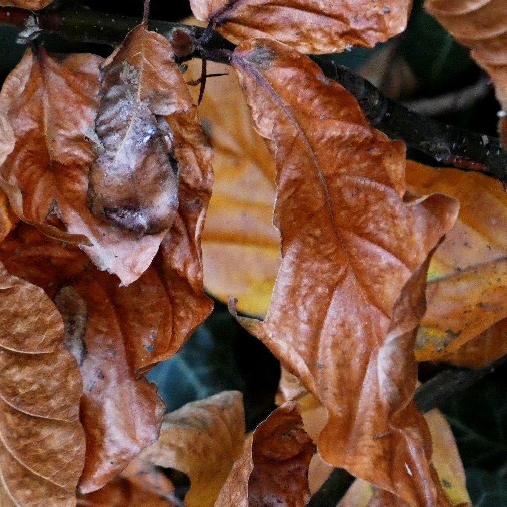 Autumn leaves in Reading, Berkshire