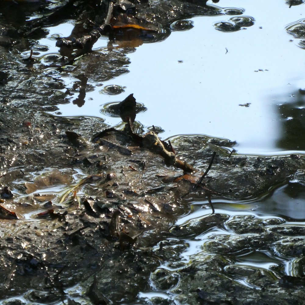 A blue sky reflected in a muddy puddle