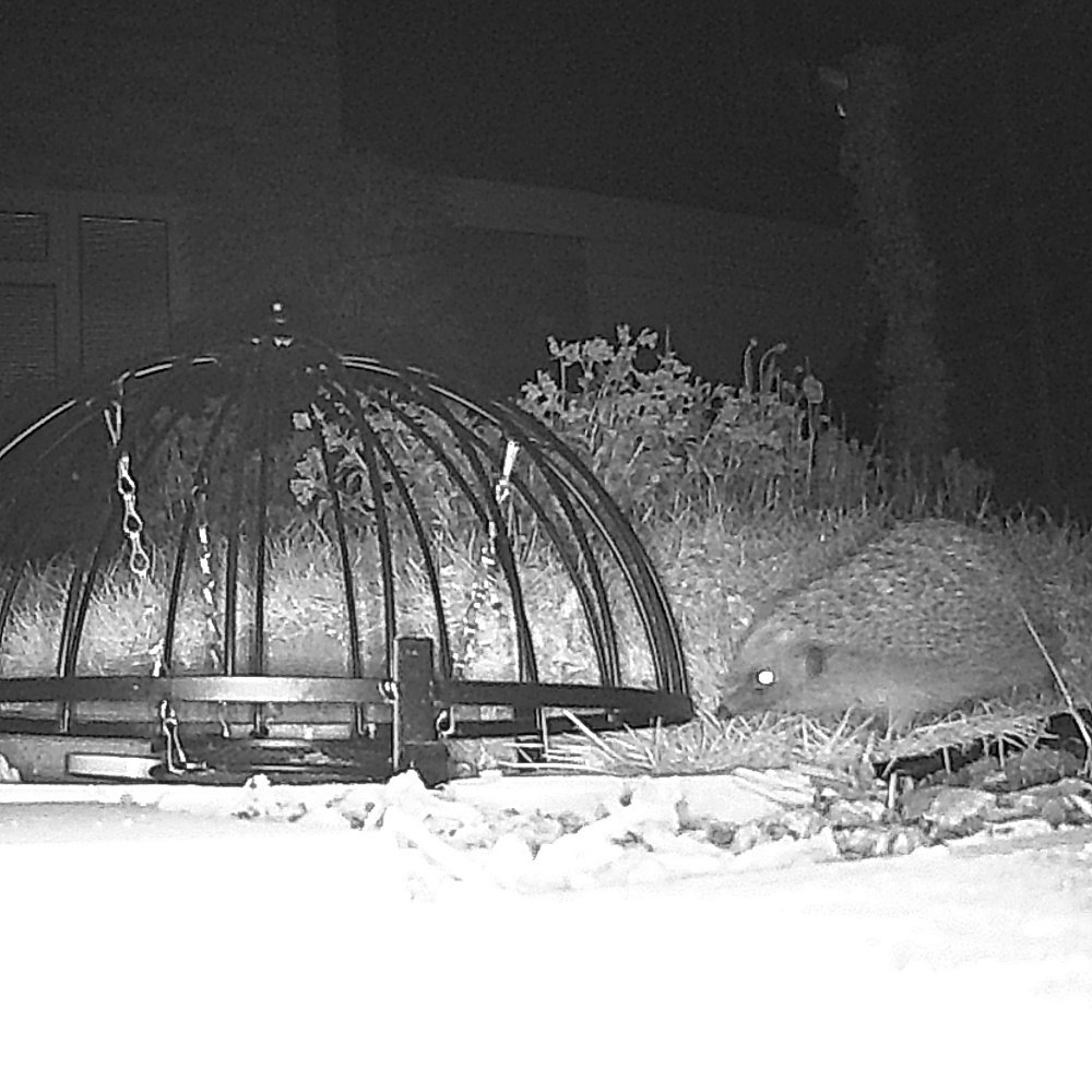 Trail camera photos of common nocturnal English mammals