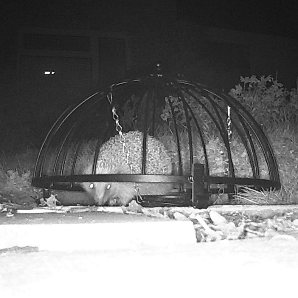 Trail camera photos of common nocturnal English mammals