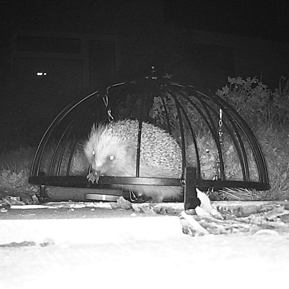 Trail camera photos of common nocturnal English mammals