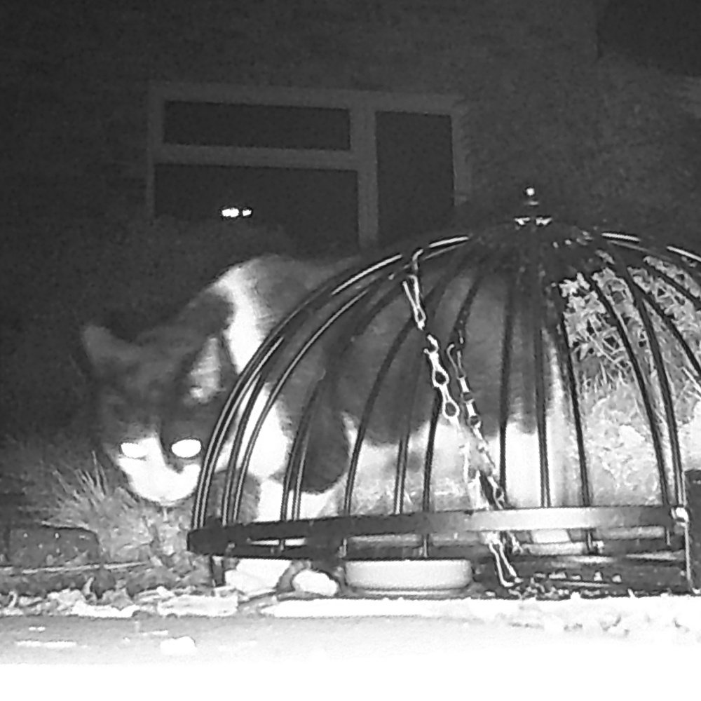 Trail camera photos of common nocturnal English mammals