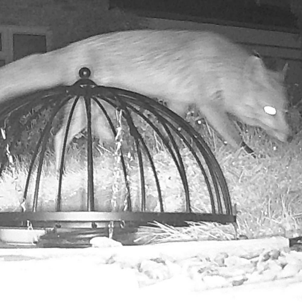 Trail camera photos of common nocturnal English mammals