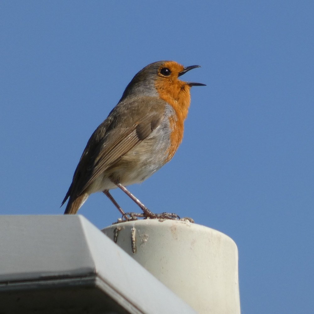 A Robin singing