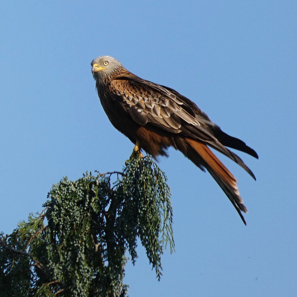 A red kite sitting on top of a tree
