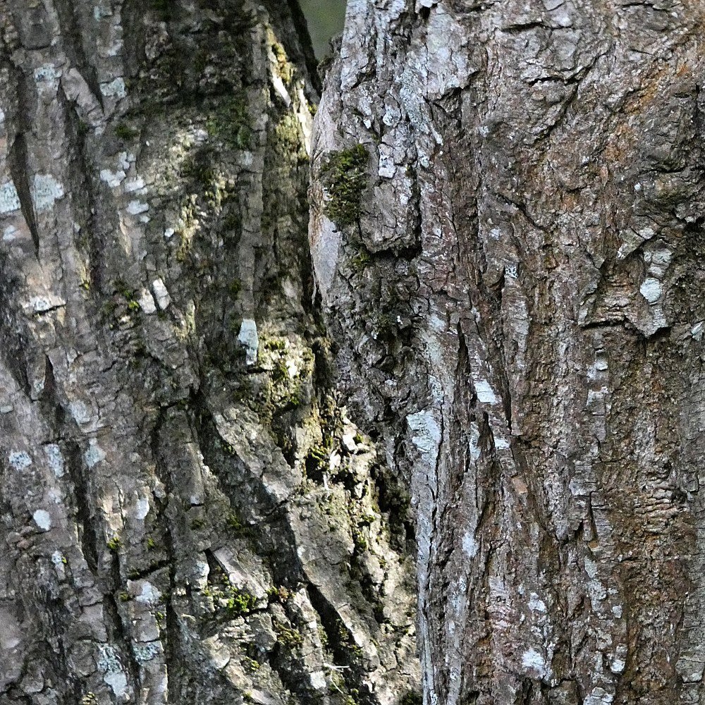 Snapshots of a tree's bark and other life on it