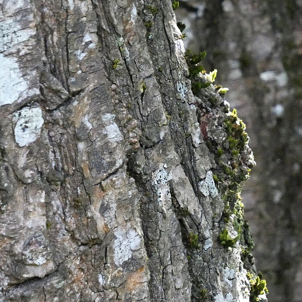 Snapshots of a tree's bark and other life on it