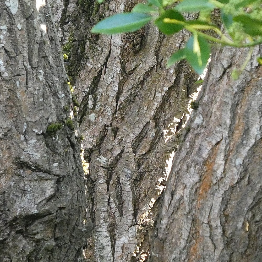 Snapshots of a tree's bark and other life on it