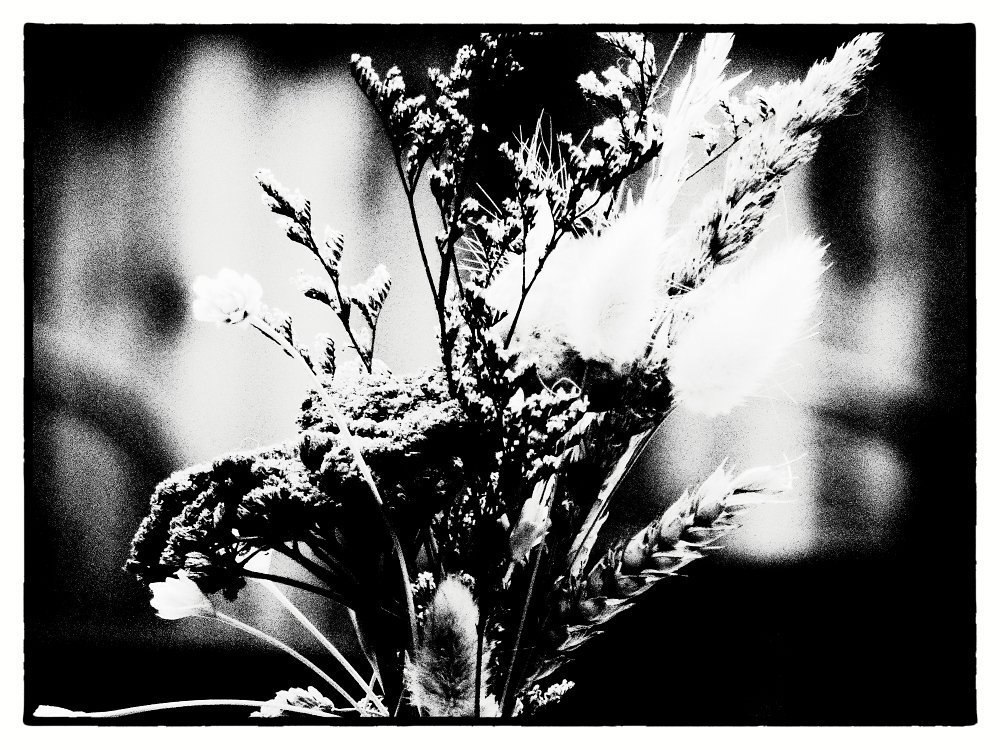 A heavily treated photo of dried flowers