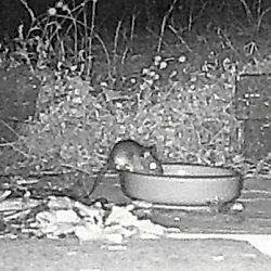 Thumbnail of a mouse drinking