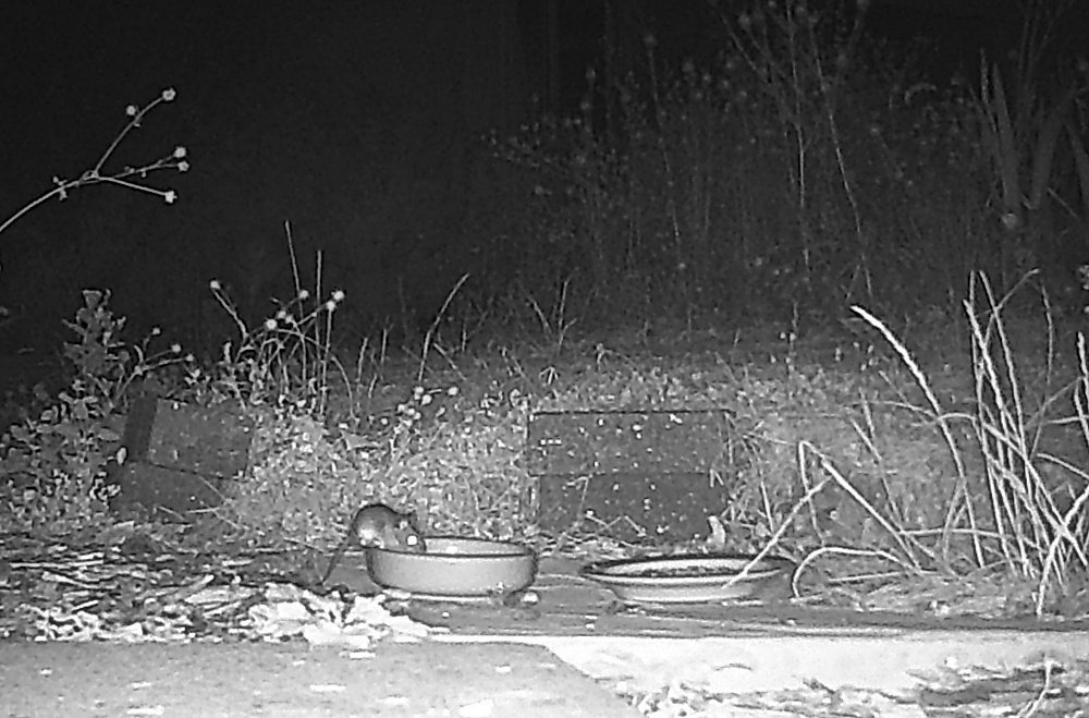 A field mouse drinking from a bowl put out for hedgehogs